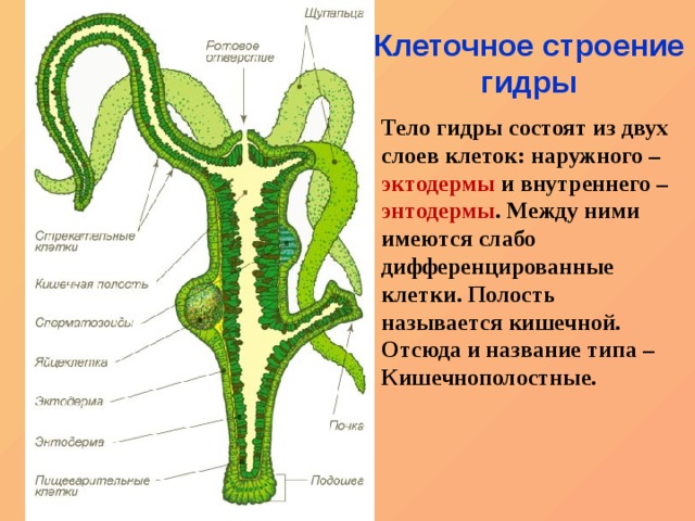 Кракен официальная ссылка kraken torion