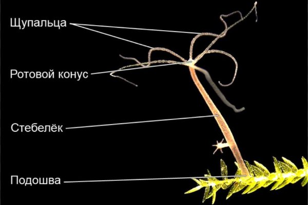 Кракен 12 сайт